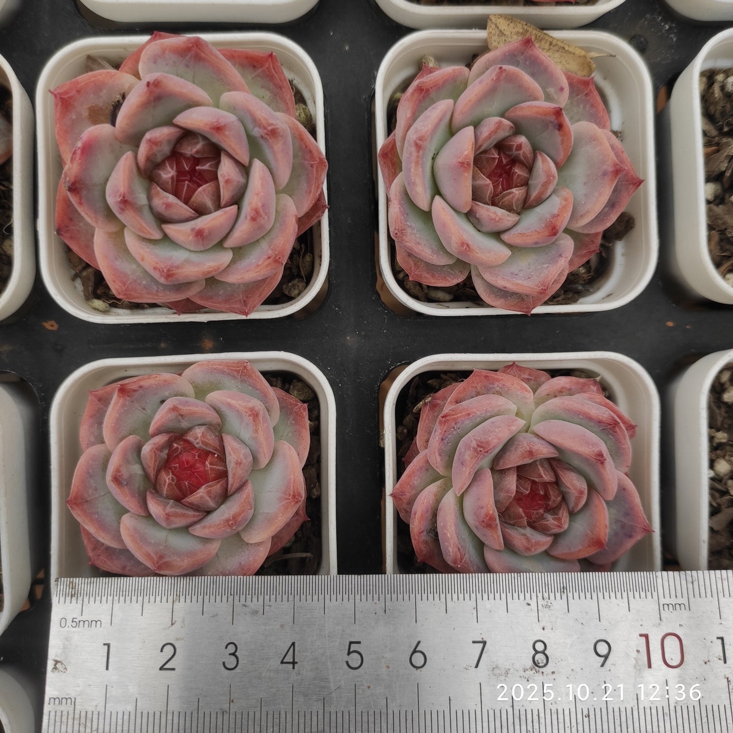 19136 Echeveria Lip Gloss (5.5cm pot size)