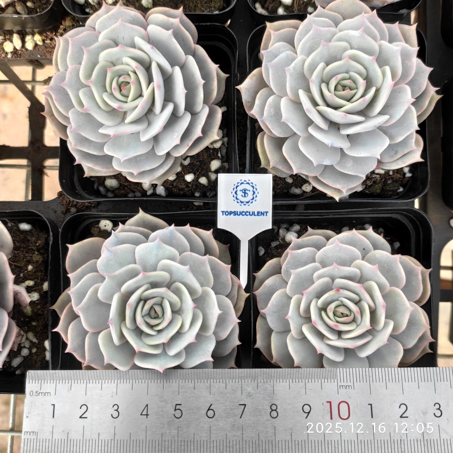 21796 Echeveria Pink Butterfly (7cm pot size)