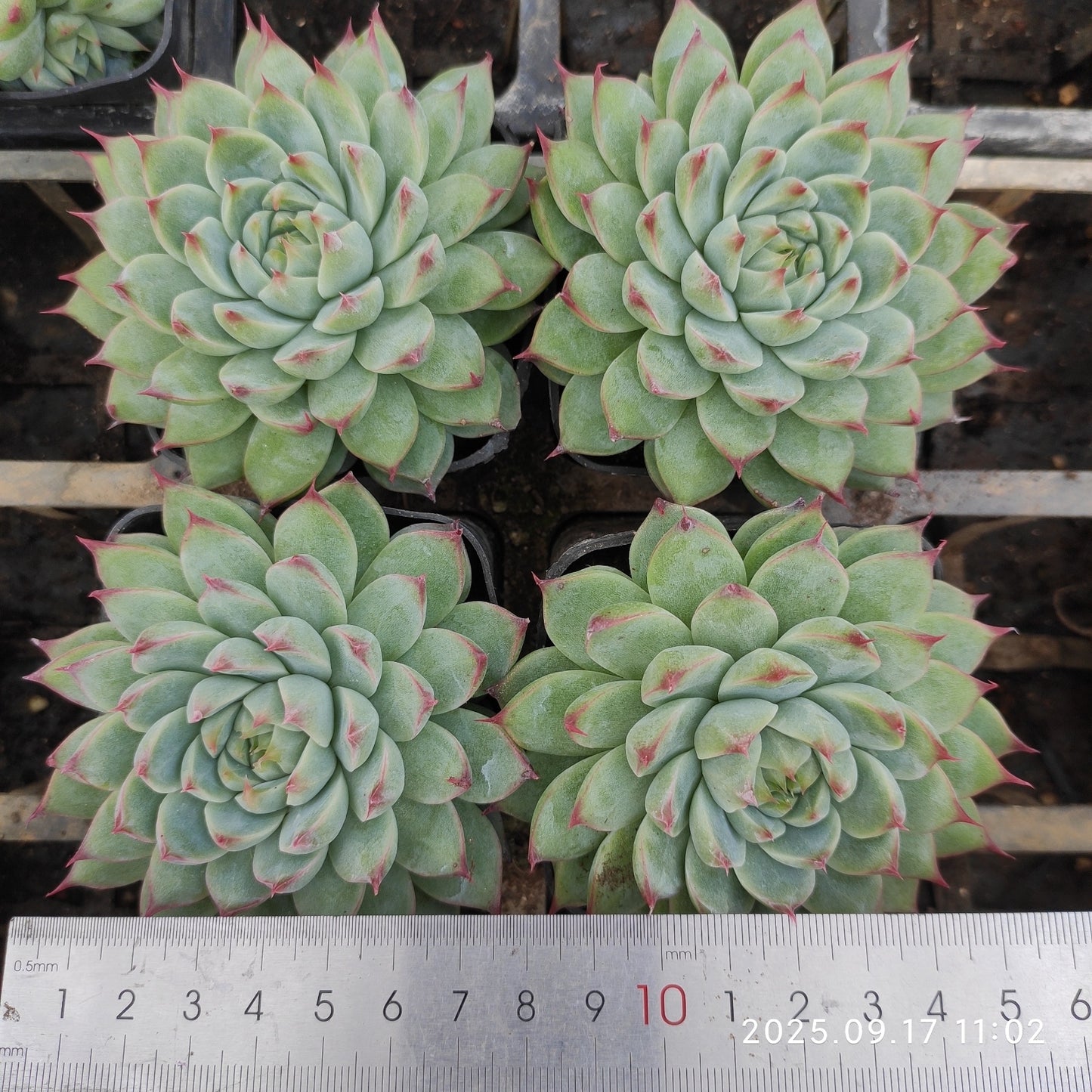 NGN646 Echeveria Cadbury(7cm pot size)
