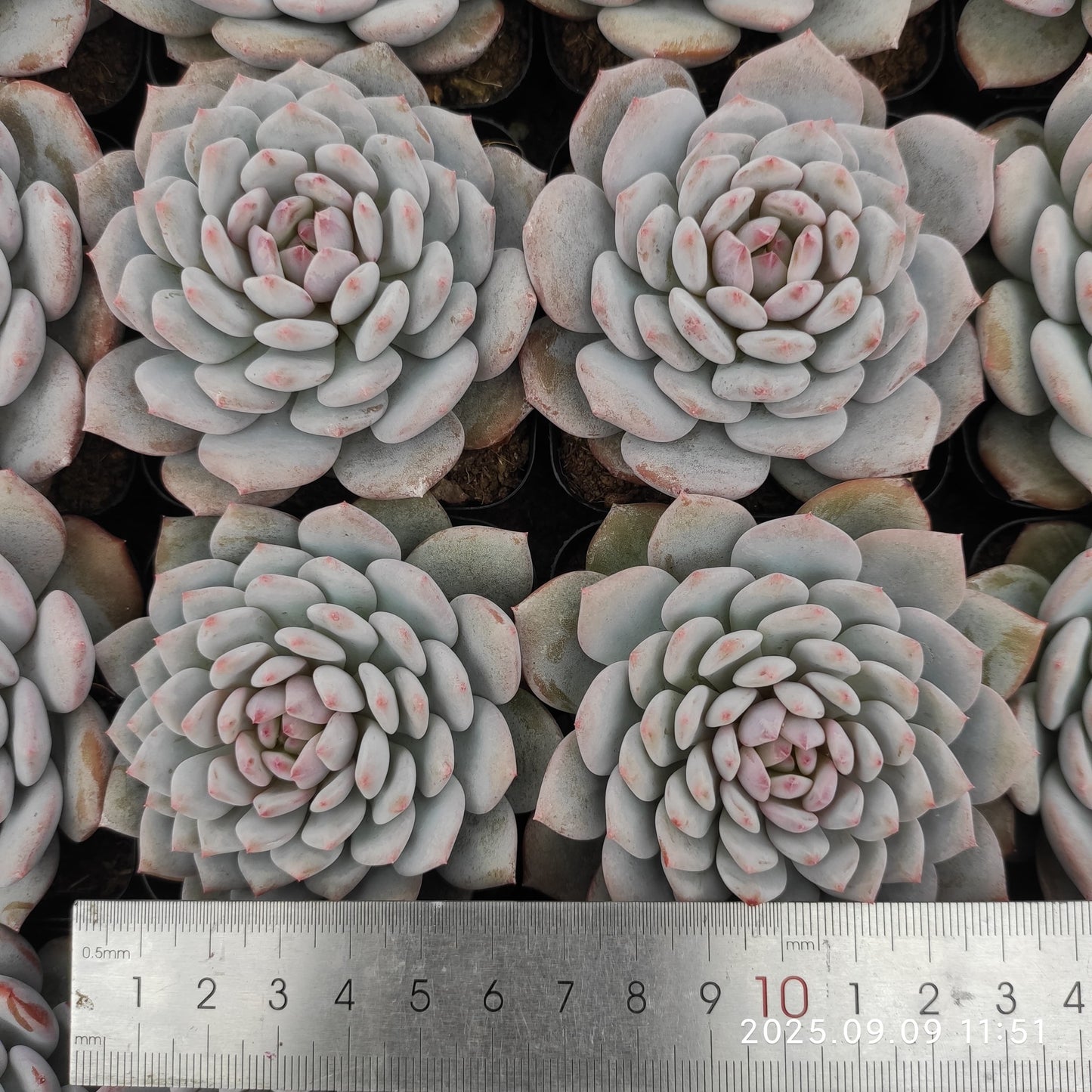 MMT845 Echeveria Star Monroe(7cm pot size)