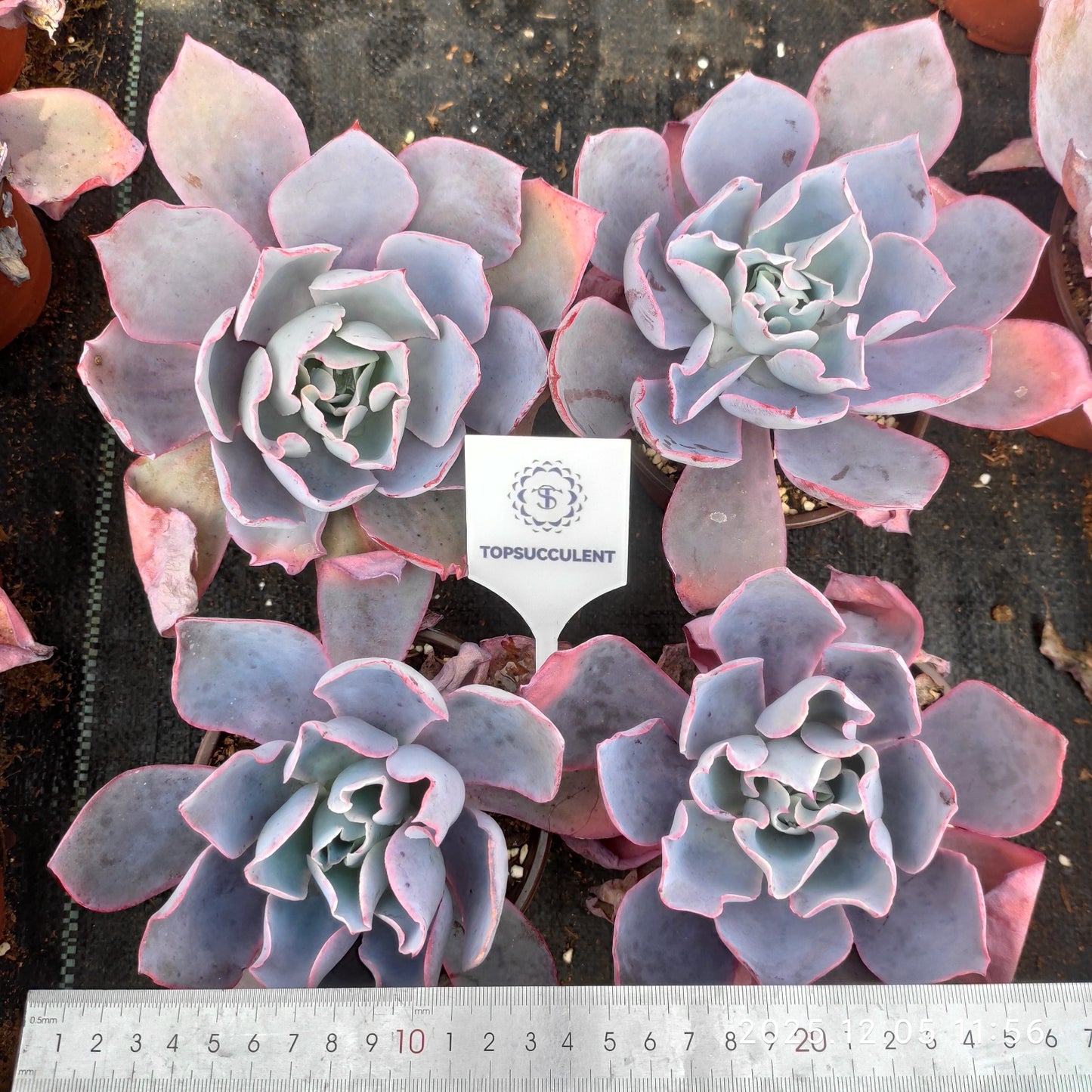 21672 Echeveria After Glow (18cm pot size)