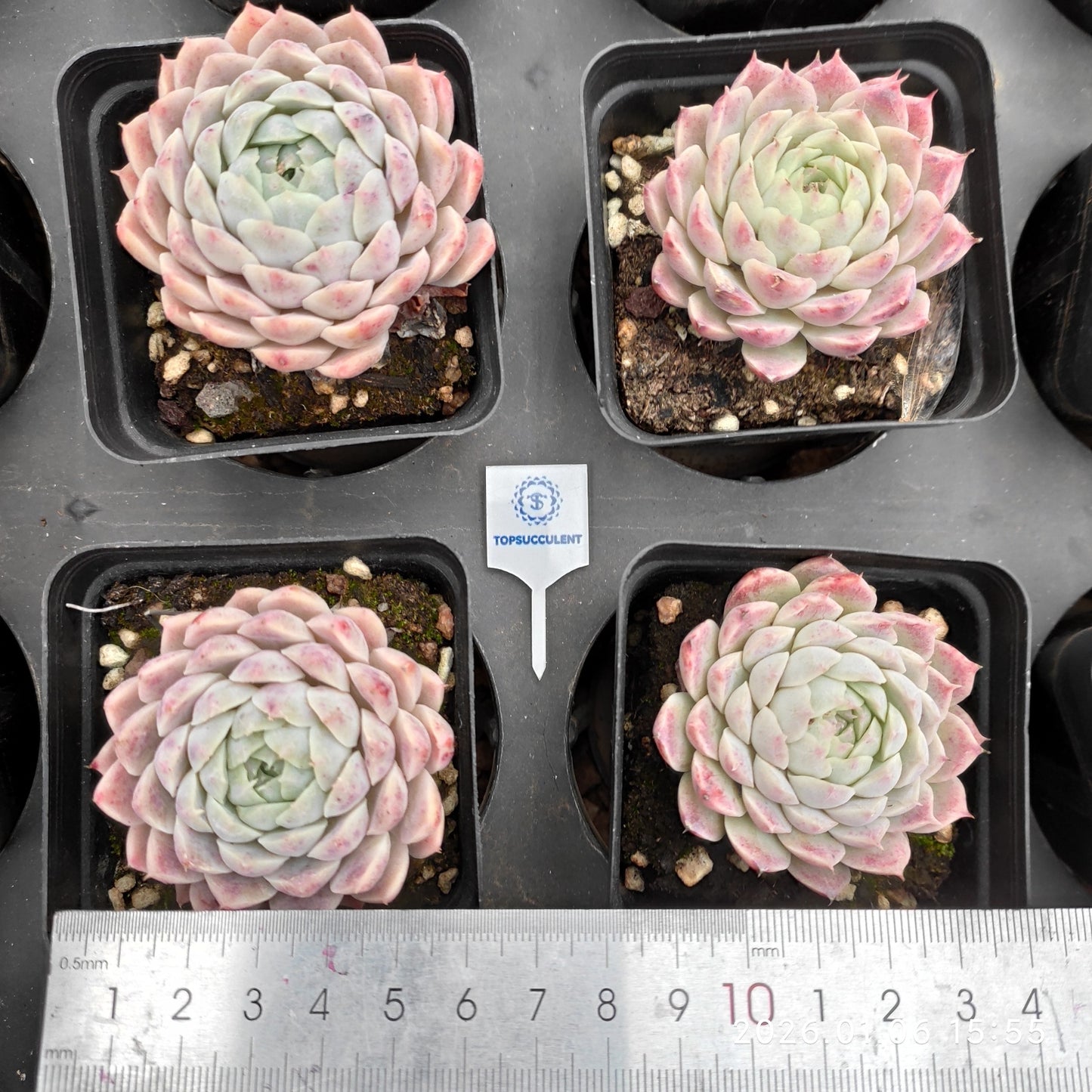 18907 Echeveria Cabela (7cm pot size)