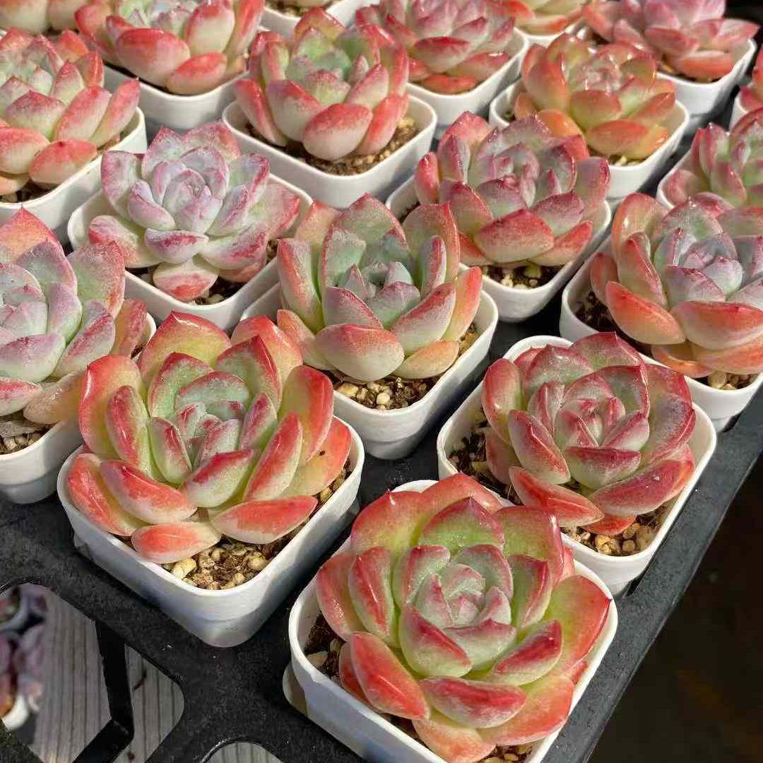 22762 Echeveria Strawberry Almond Hyb (5.5cm pot size)