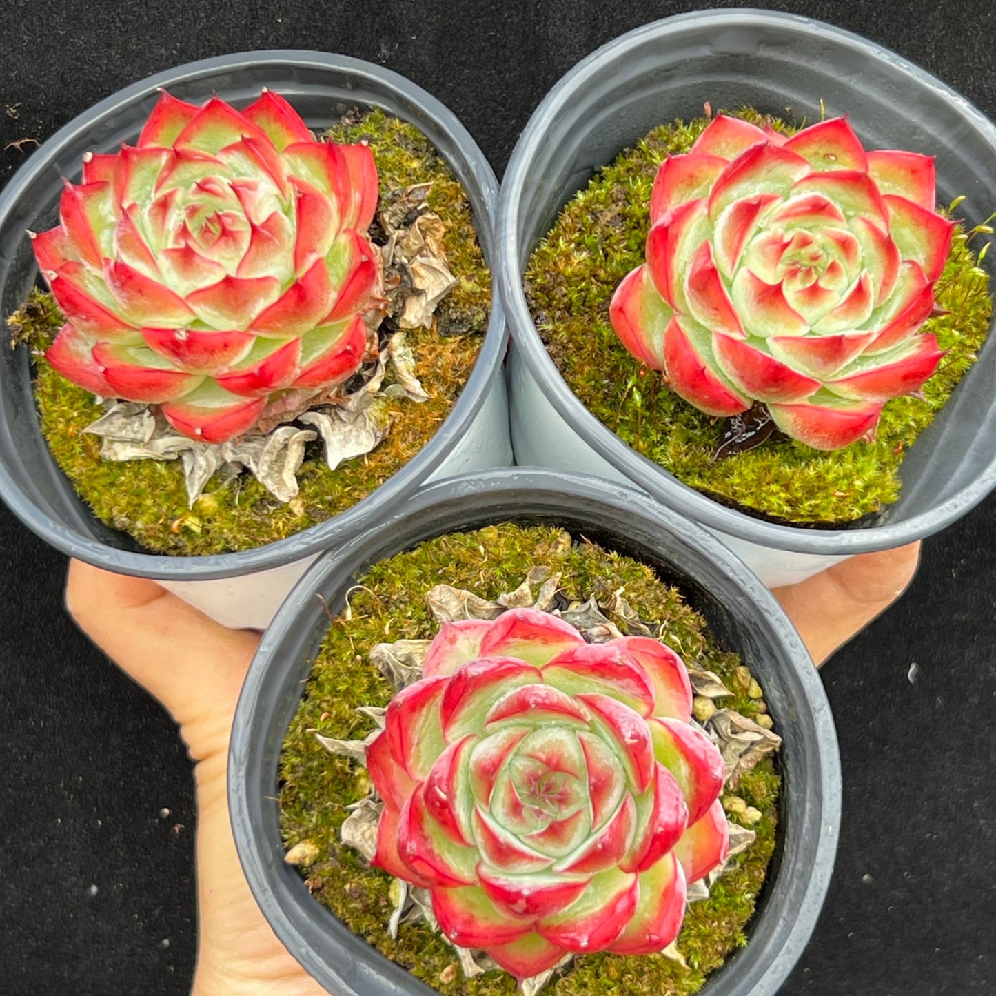20586 Echeveria Red Agavoides Hyb (9cm pot size)