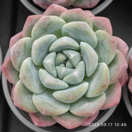 NGN548 Echeveria Ice Green(9cm pot size)