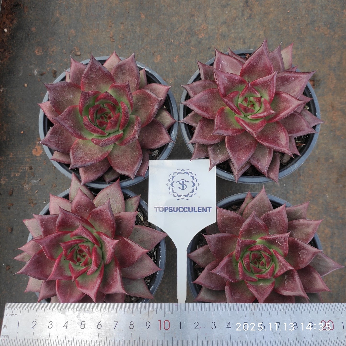 20061 Echeveria Roca (11cm pot size)