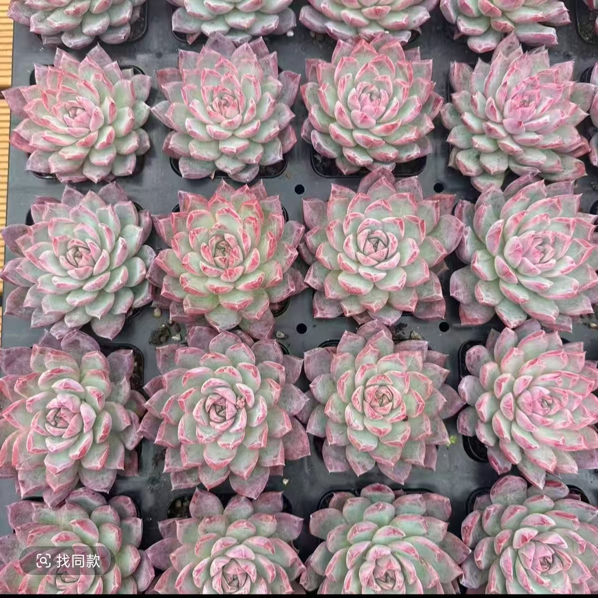 QNY152 Echeveria Charm(7cm pot size)