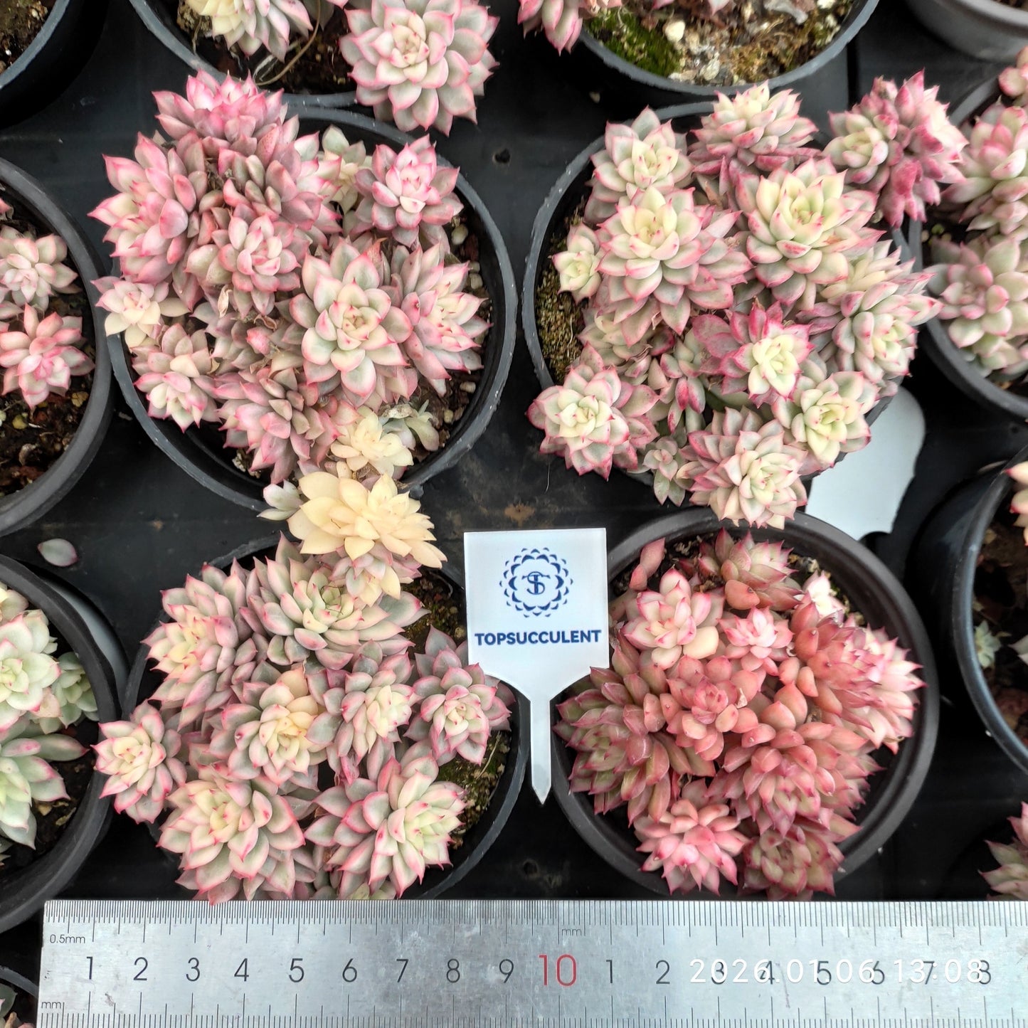 19954 Echeveria Mebina Variegated (9cm pot size)