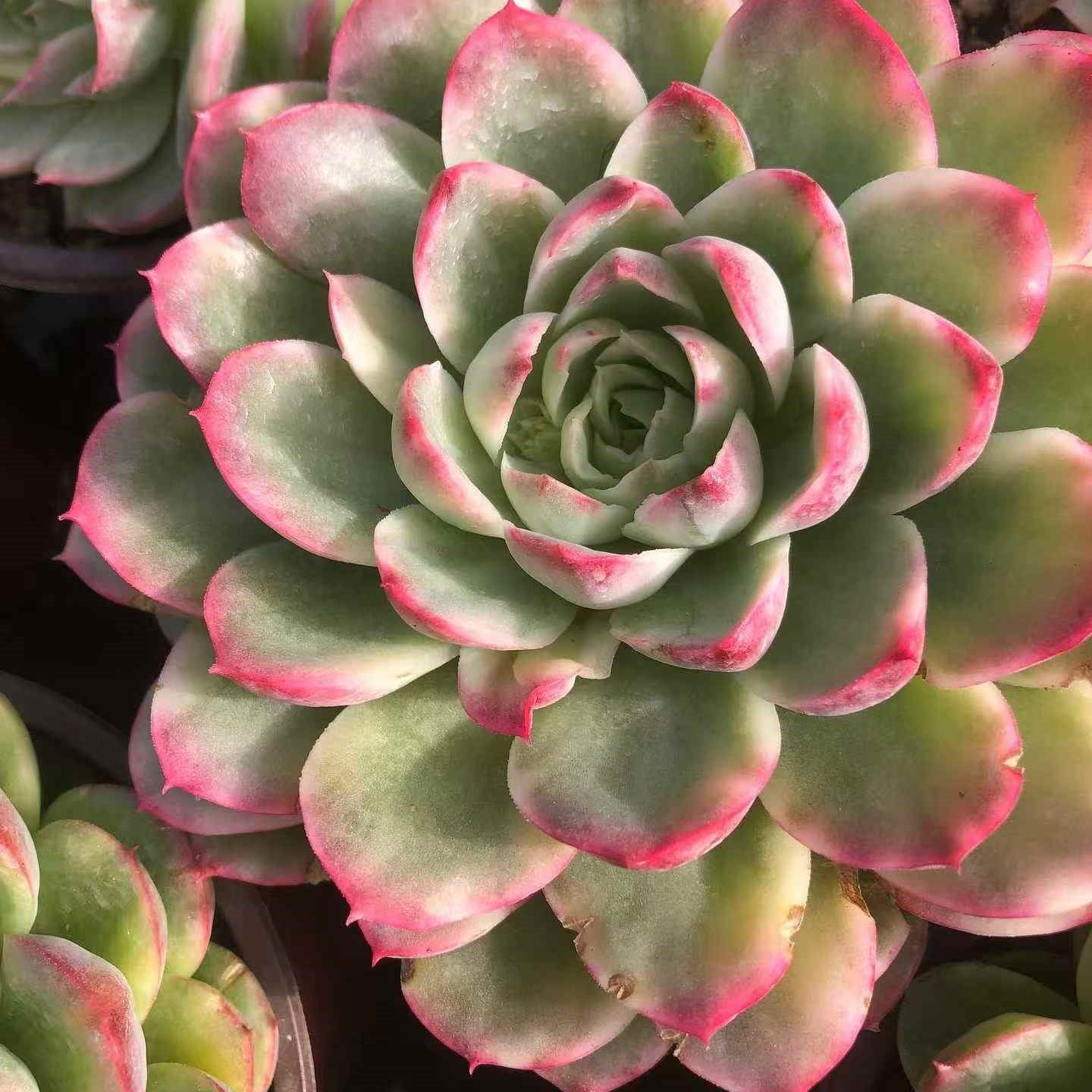 24457 Echeveria Lime & Chilly Variegated (12cm pot size)