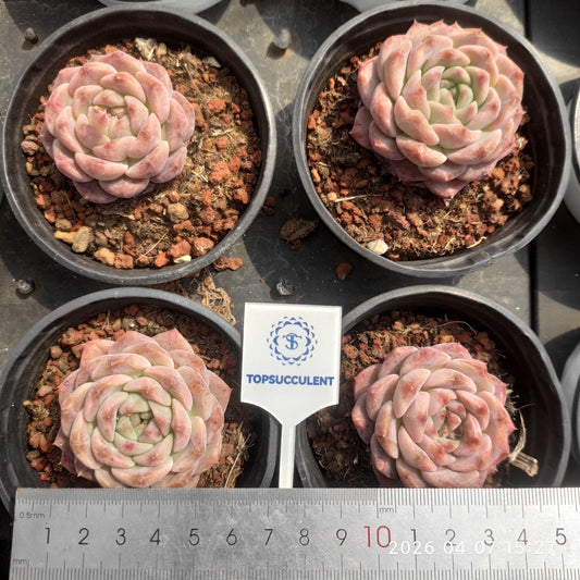 361213 Echeveria Warm Pearl (9cm pot size)