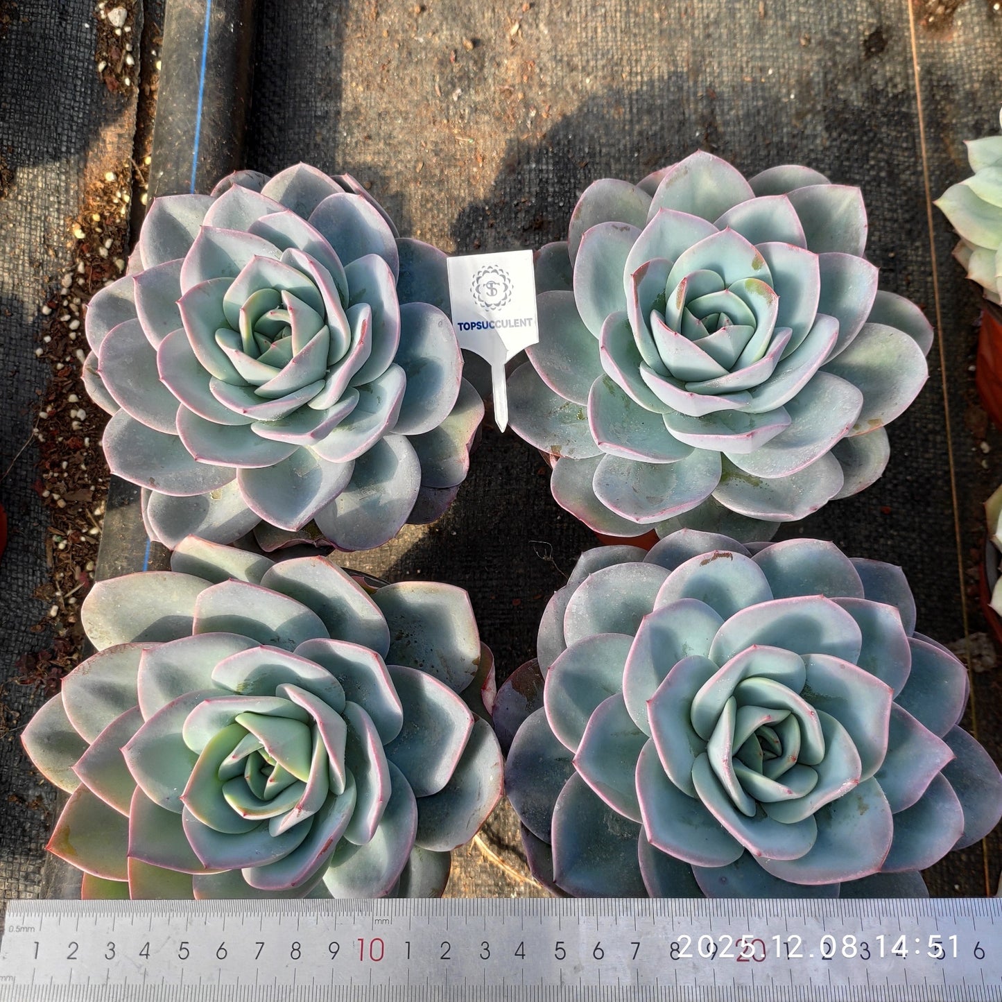 23286 Echeveria Breland (12cm pot size)