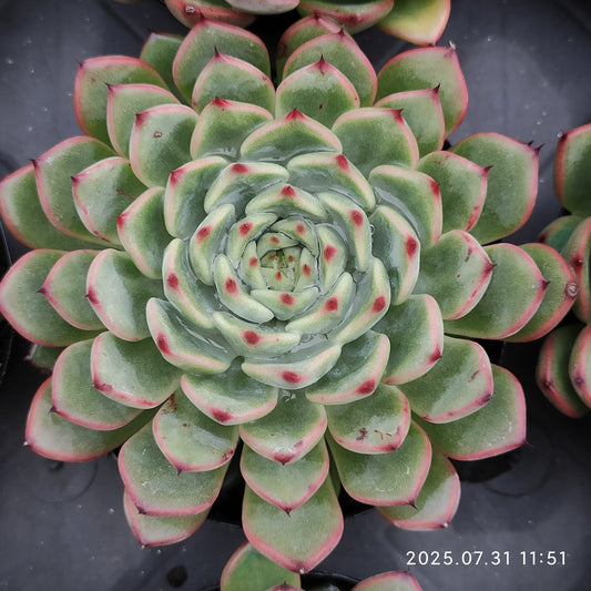 MMT844 Echeveria Spring(9cm pot size)