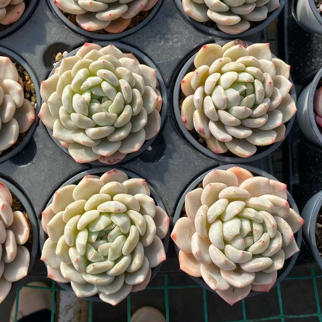 25373 Echeveria Star Ivory (9cm pot size)