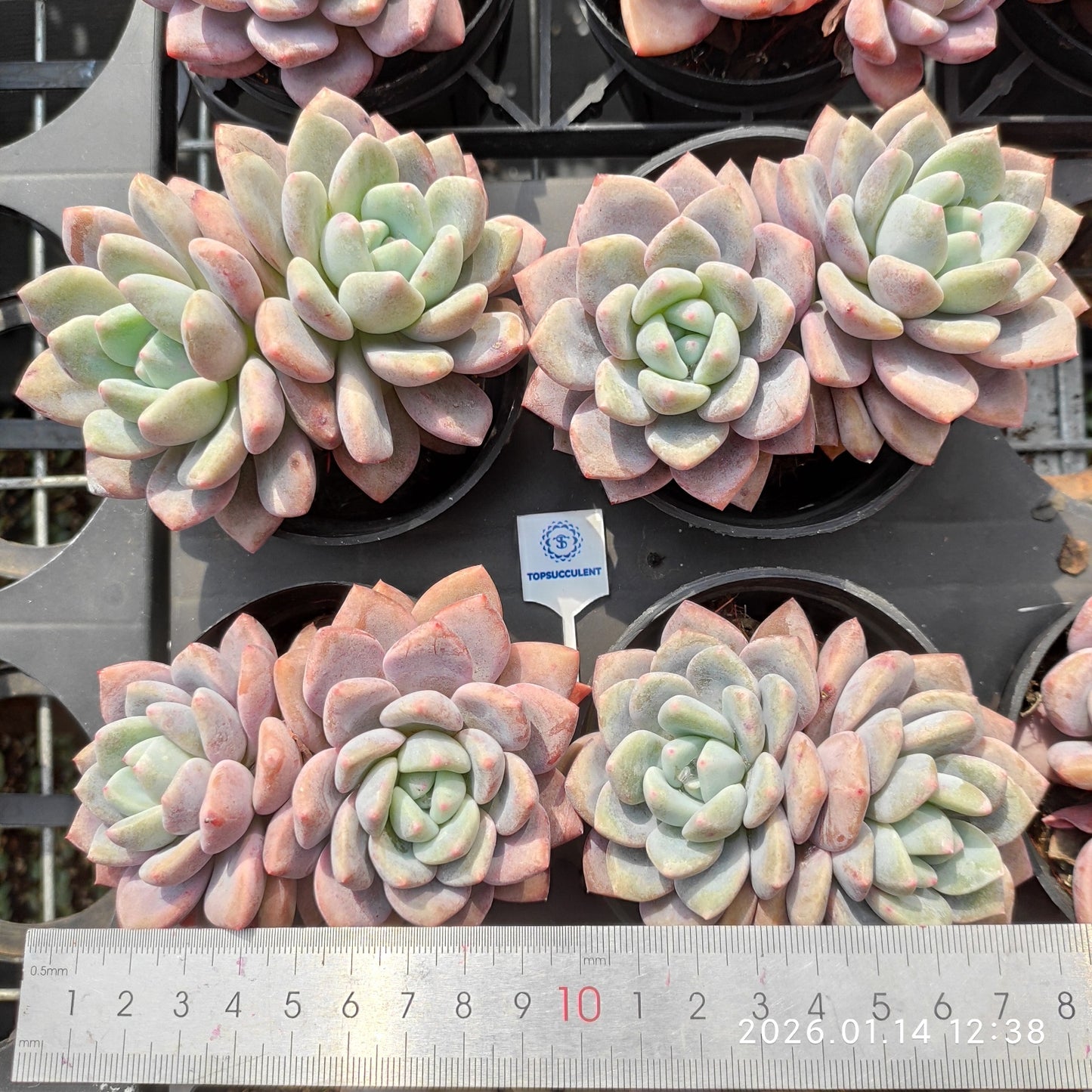 22437 Echeveria OP Ice Green (9cm pot size)