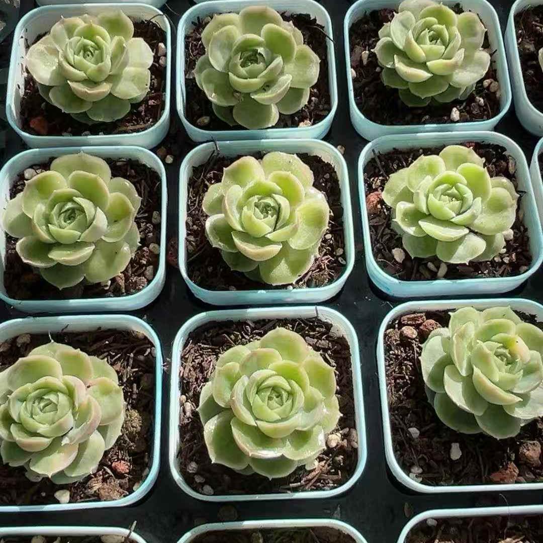 25174 Echeveria Shrimp Dumplings (7cm pot size)
