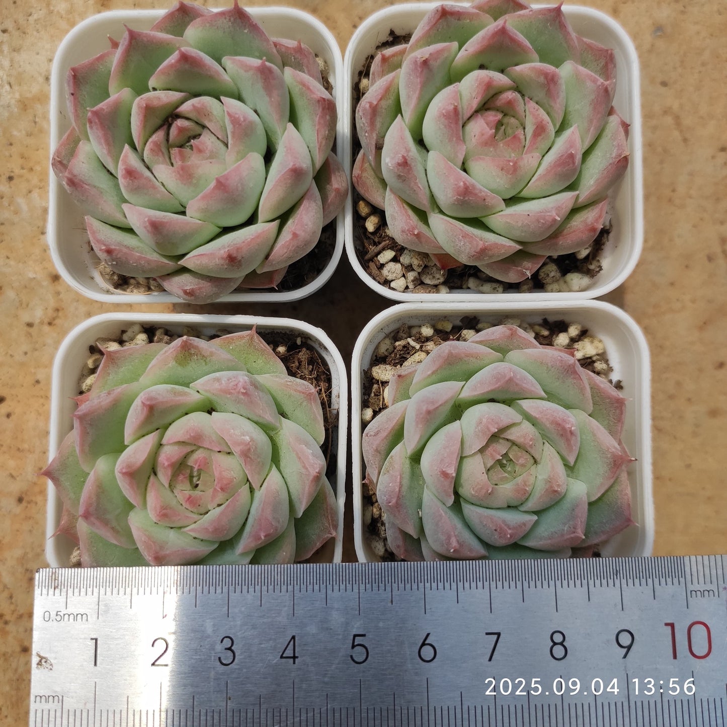 20699 Echeveria Queen of Peach (5.5cm pot size)