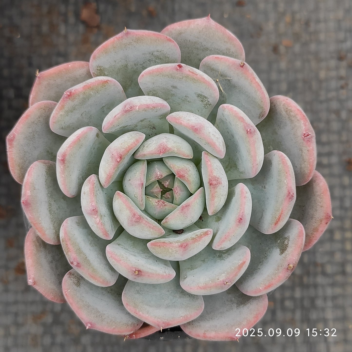 MMT465 Echeveria Magpie Bridge(7cm pot size)