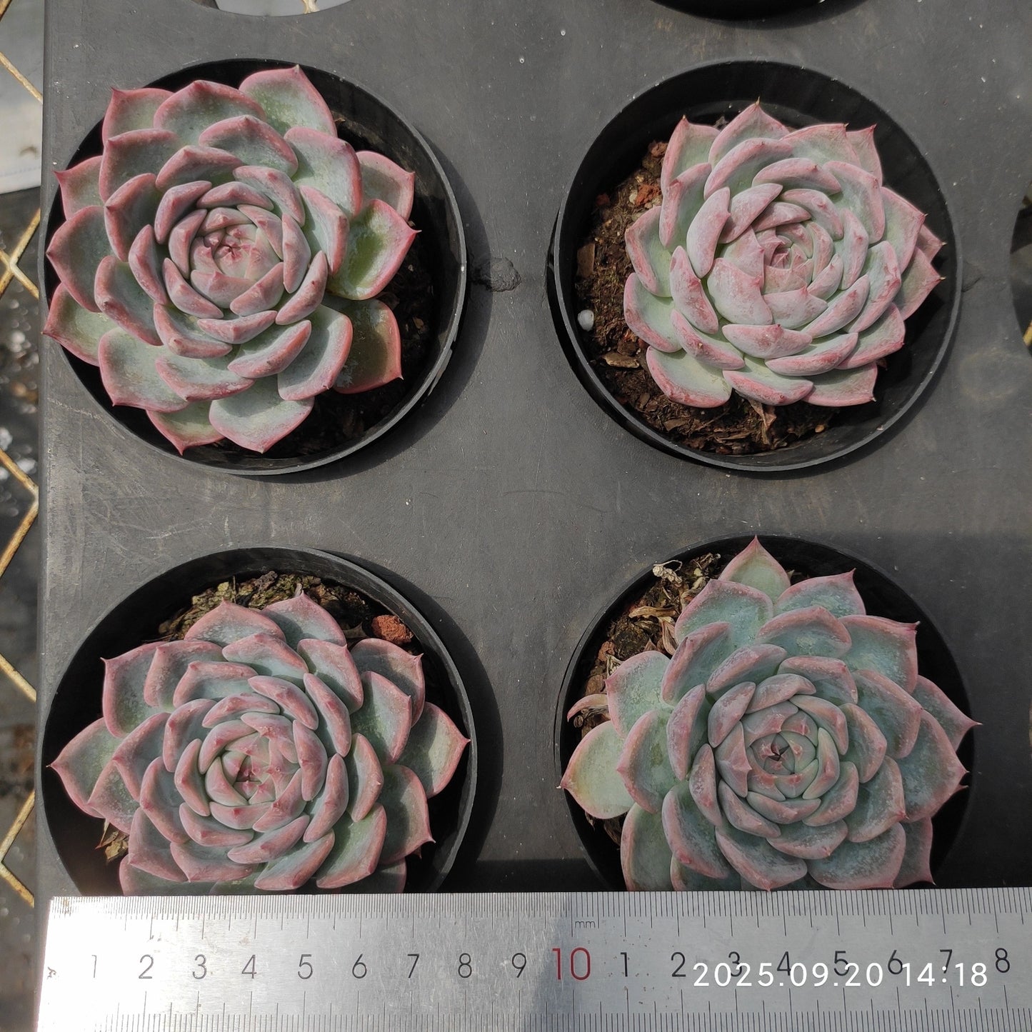 21209 Echeveria Pink Diamond (10cm pot size)