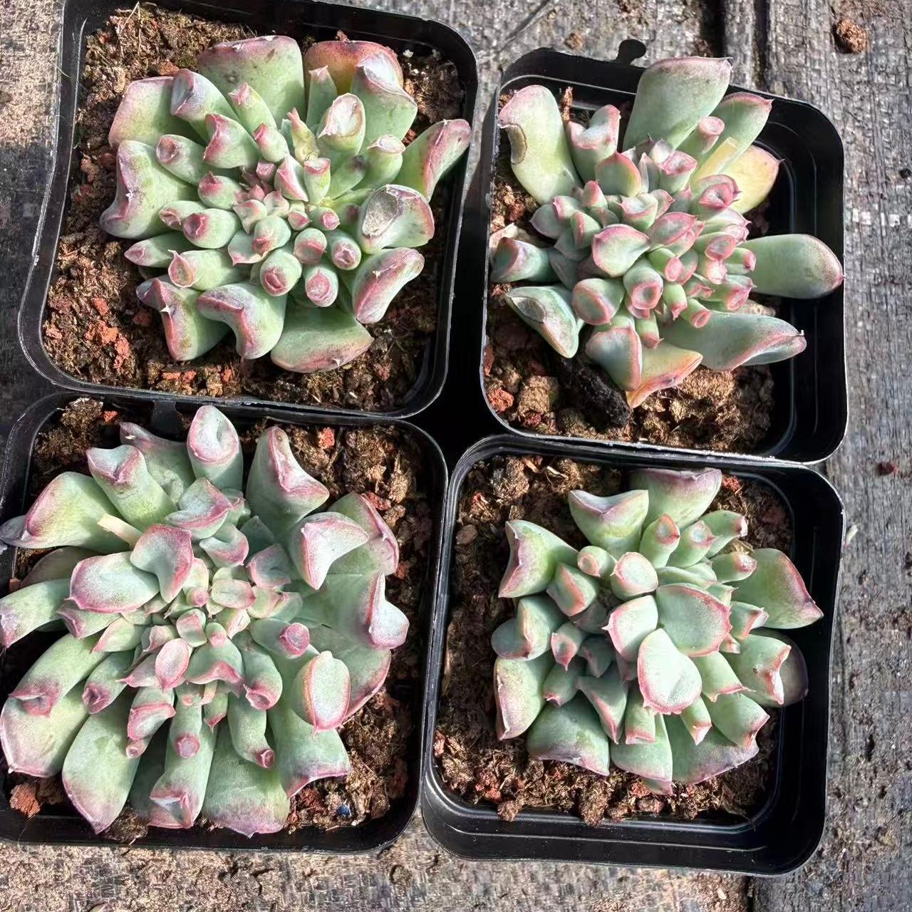 26022 Echeveria Trumpet Special (7cm pot size)