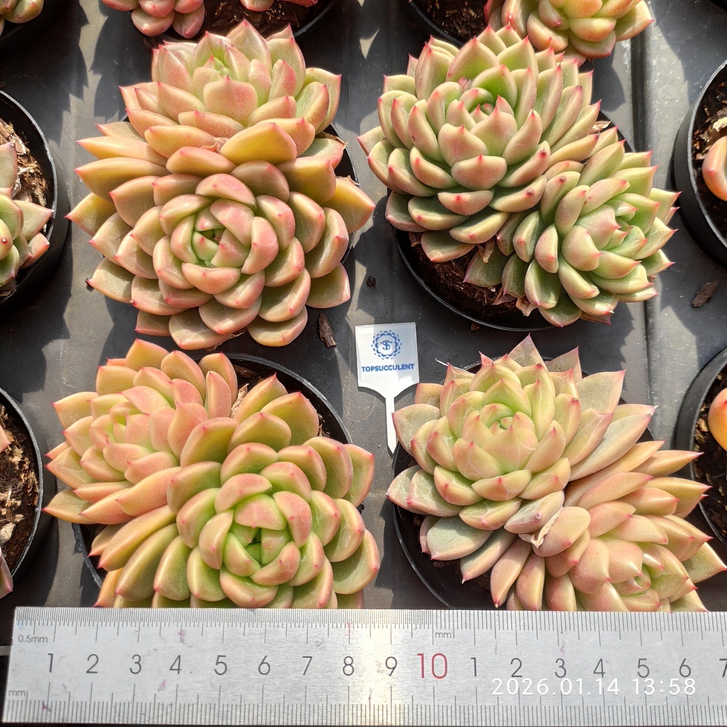 22457 Echeveria Diamond Jenny Hyb (9cm pot size)