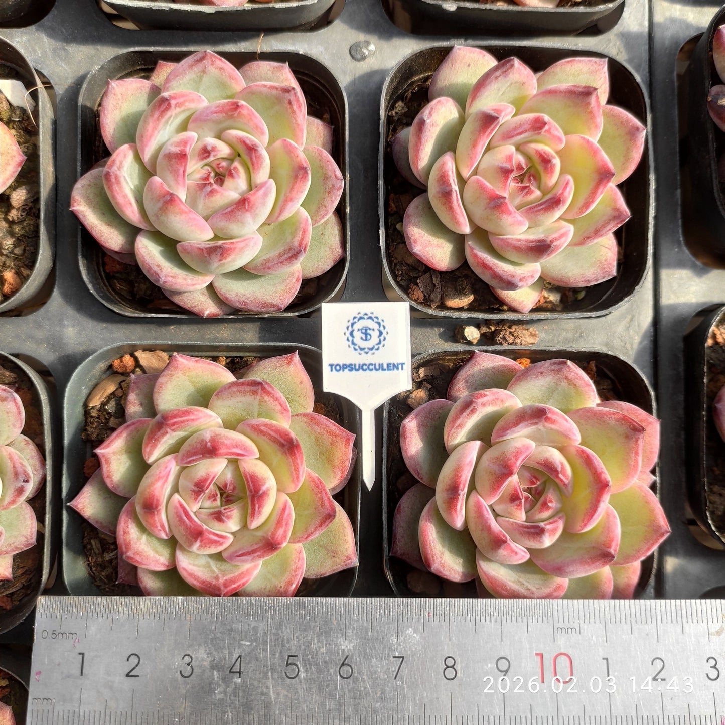 25677 Echeveria Dare Devil (6.5cm pot size)