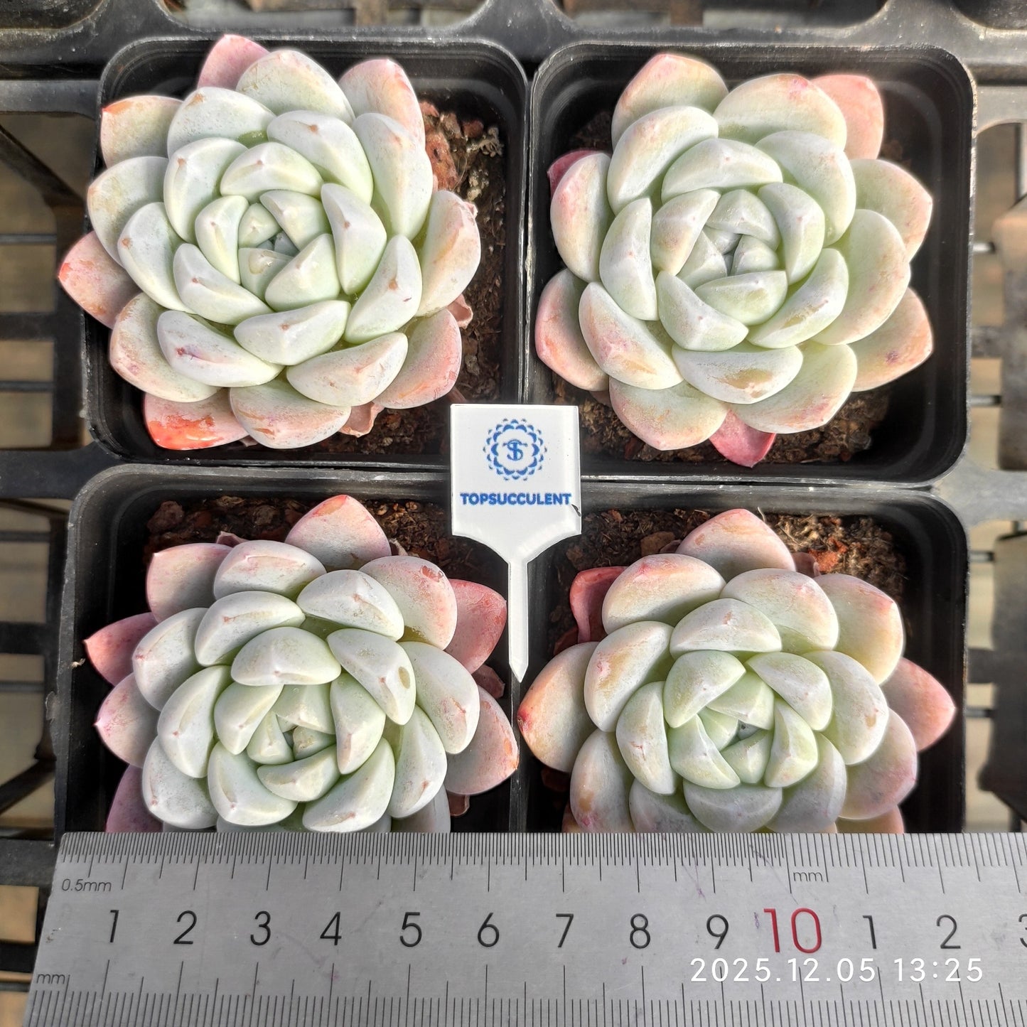 18854 Echeveria Jade Butterfly (7cm pot size)