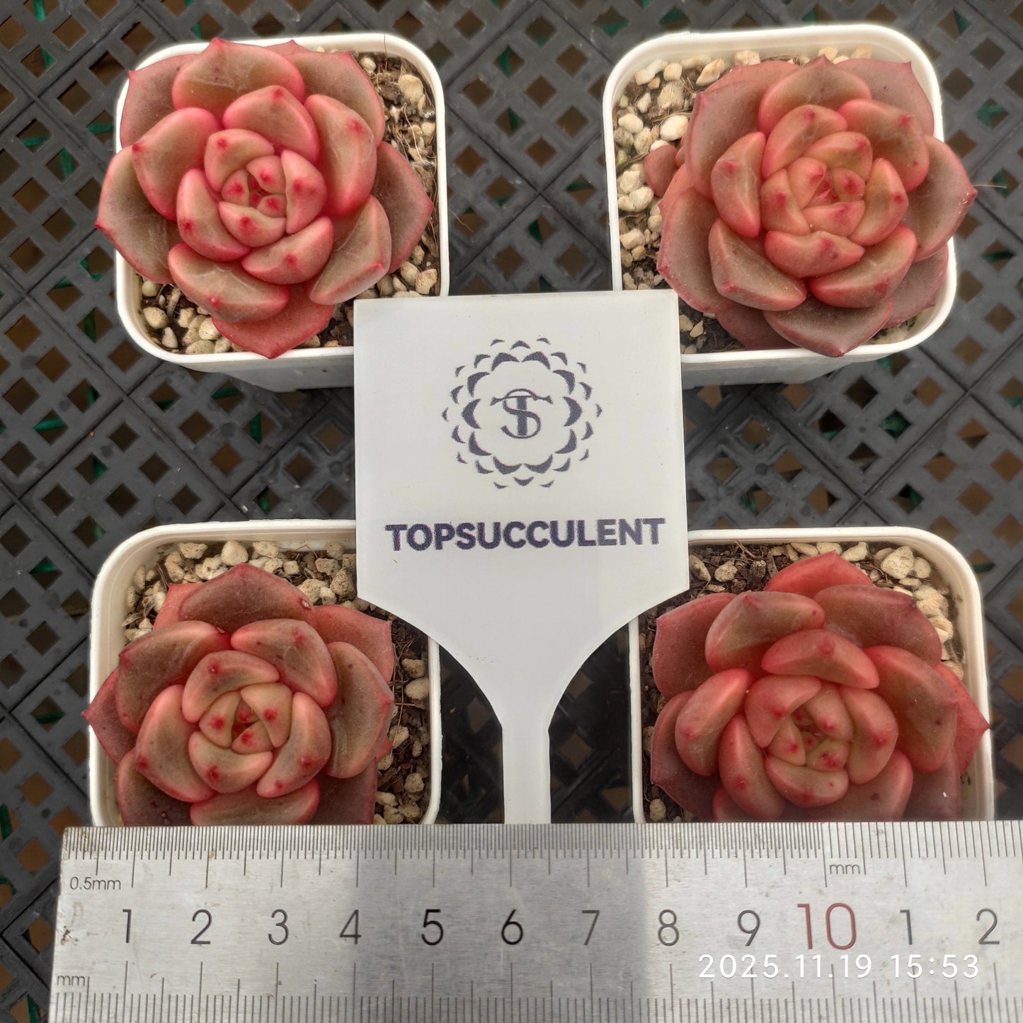 5852 Echeveria Bud (5.5cm pot size)