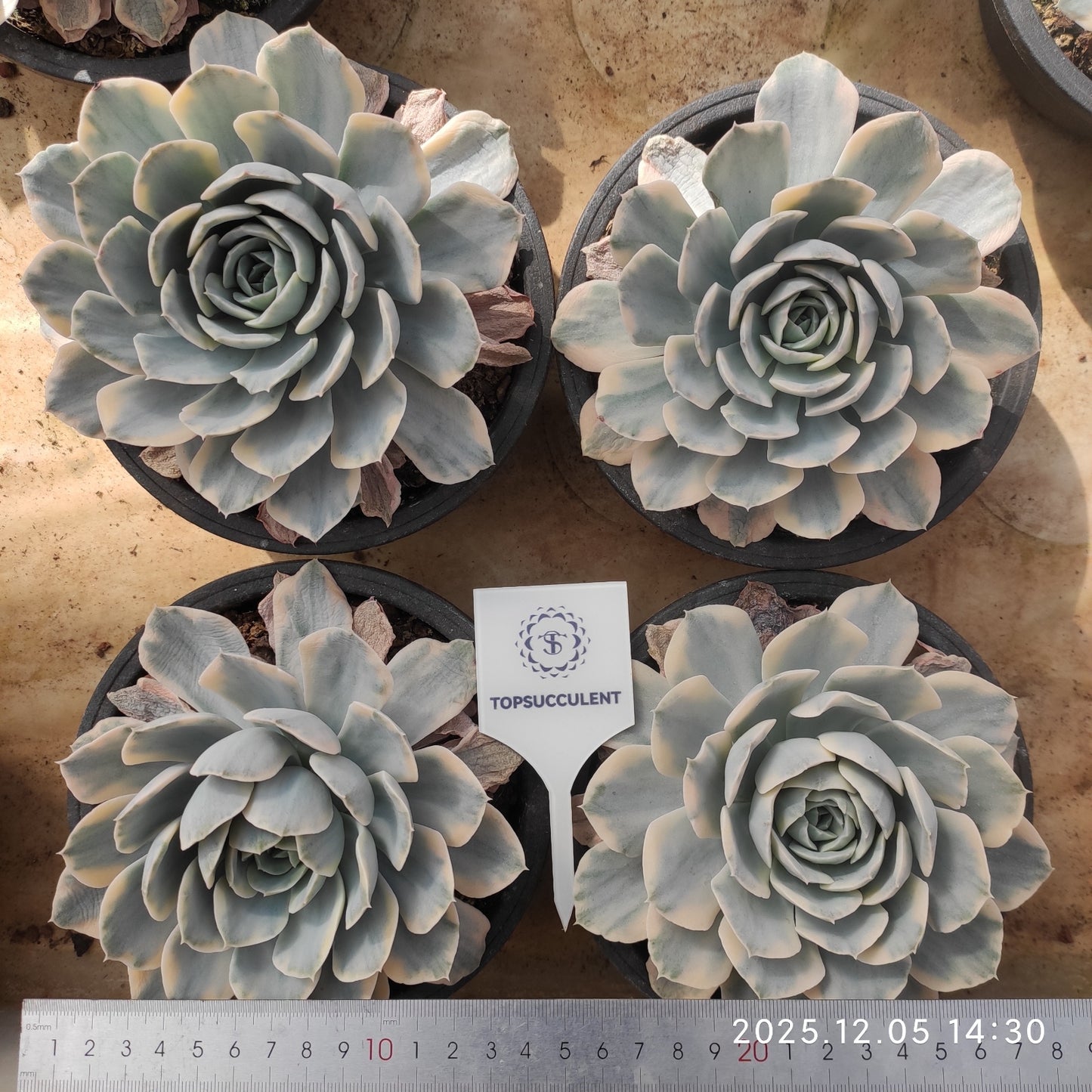 22095 Echeveria Makabenia Variegated (18cm pot size)