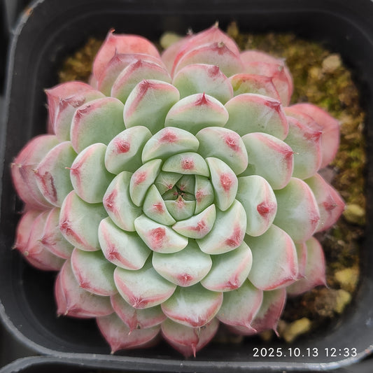 QN703 Echeveria Blue Minima(6.5cm pot size)