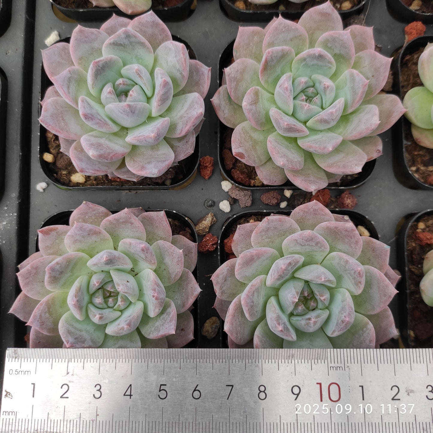 HG037 Echeveria Malgan Hyb(7cm pot size)