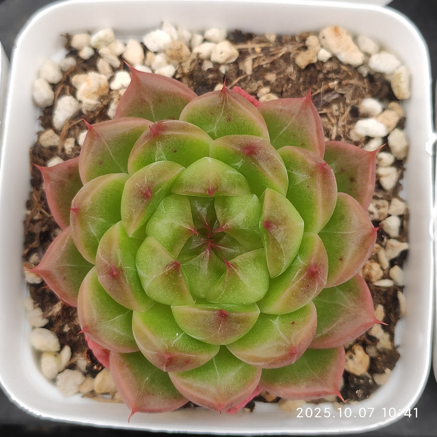 XQ1416 Echeveria Moon Lover(7cm pot size)