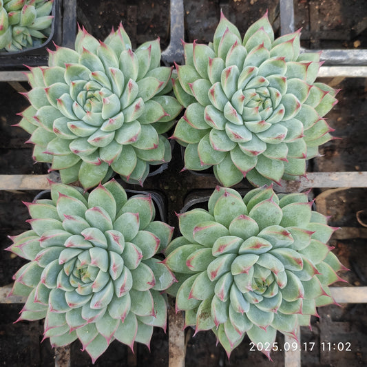 NGN646 Echeveria Cadbury(7cm pot size)