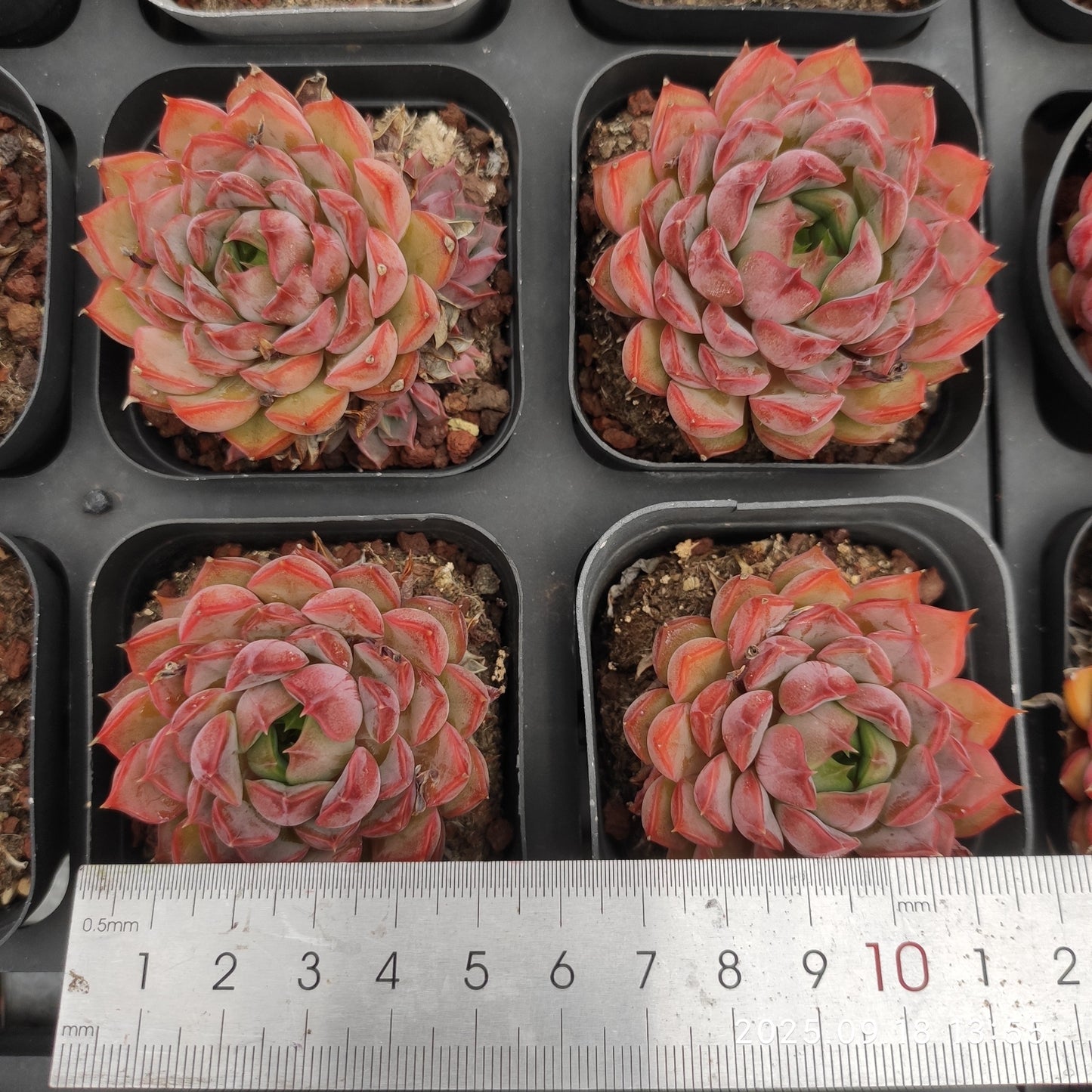 80546 Echeveria Rose Woman (6.5cm pot size)