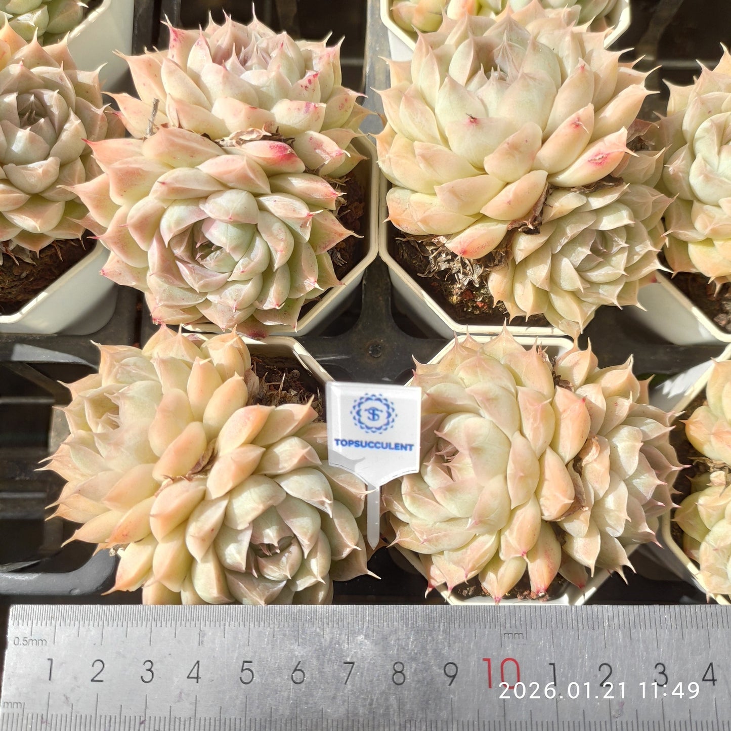 25093 Echeveria Pandora (7cm pot size)