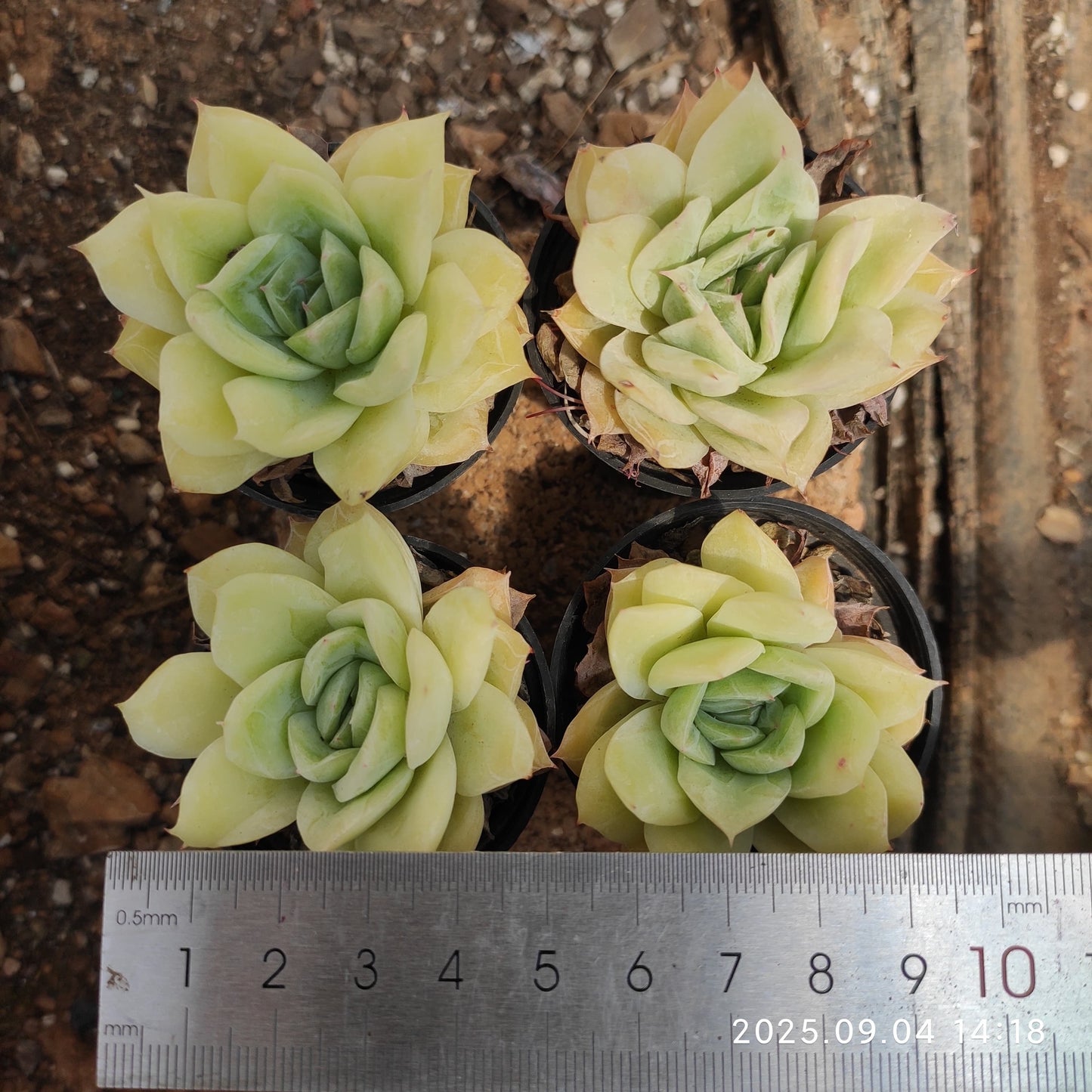 MMY187 Echeveria Falling Cherry(5cm pot size)