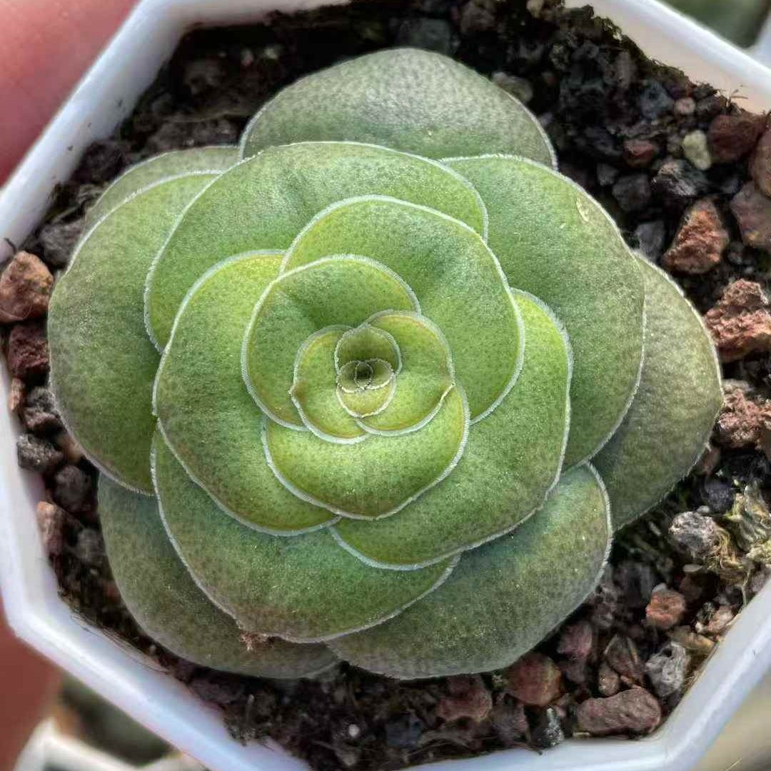 24469 Crassula Hemisphaerica (7cm pot size)