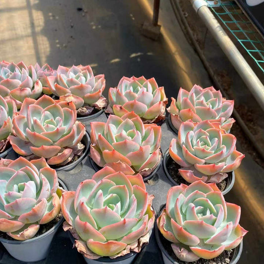 T3914 Echeveria Neon Light (9cm pot size)