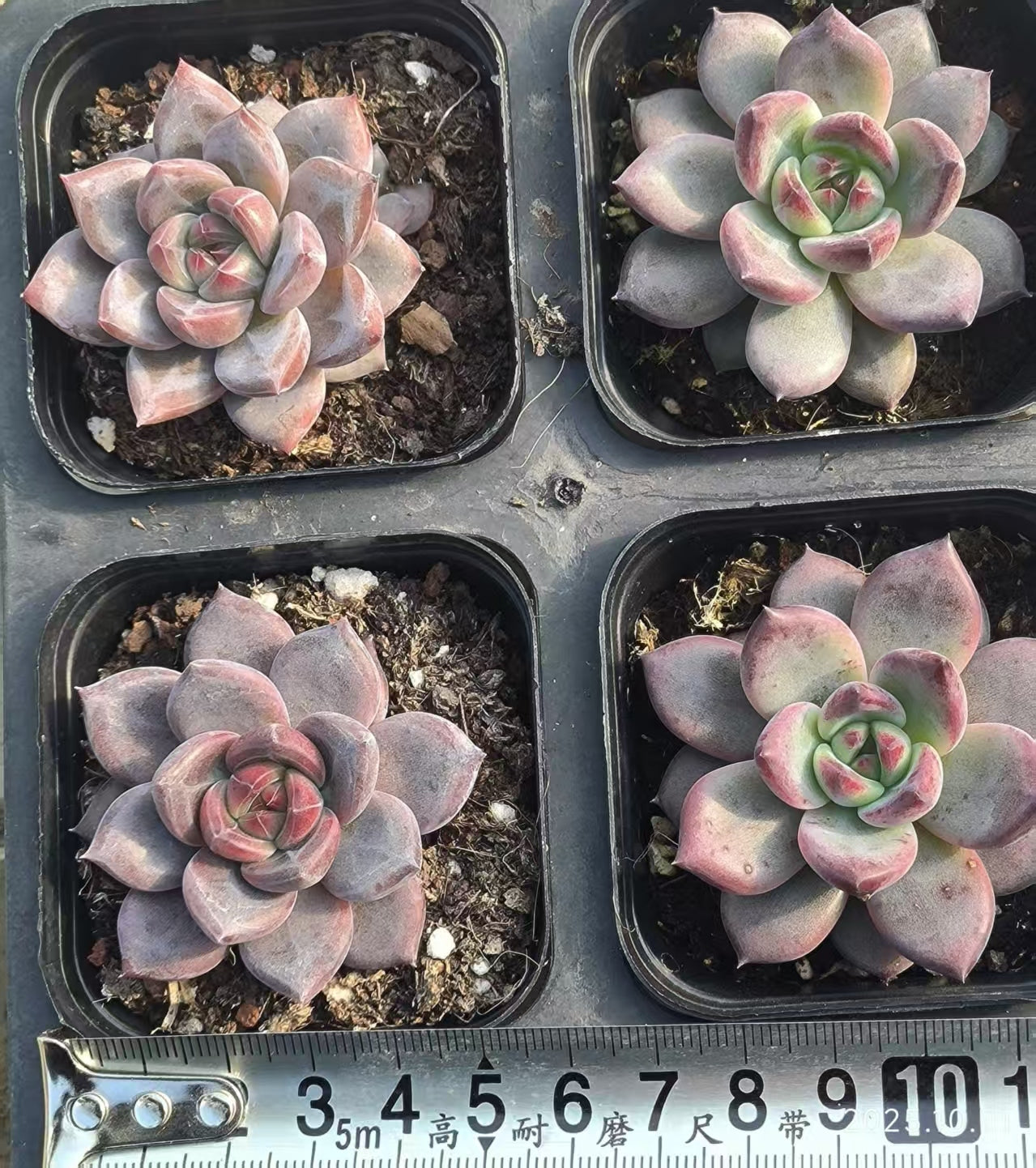 4393 Echeveria Dare Devil (5cm pot size)