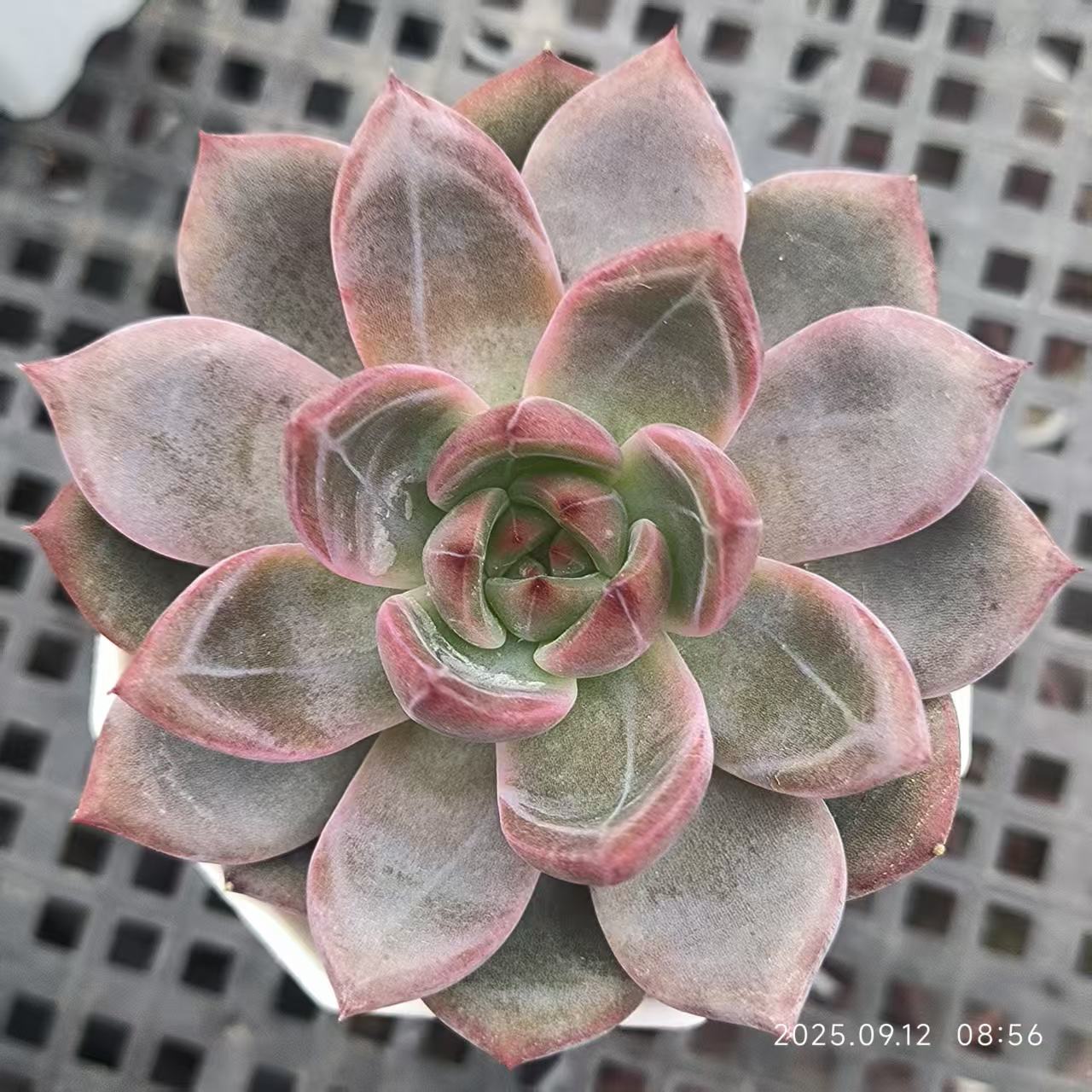 RDD287 Echeveria Dare Devil(6.5cm pot size)