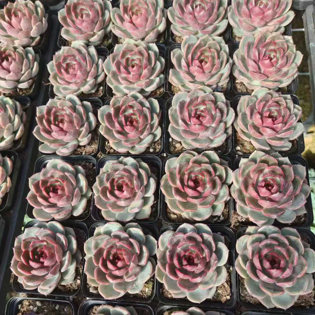 18237 Echeveria Black Queen Hyb (6.5cm pot size)