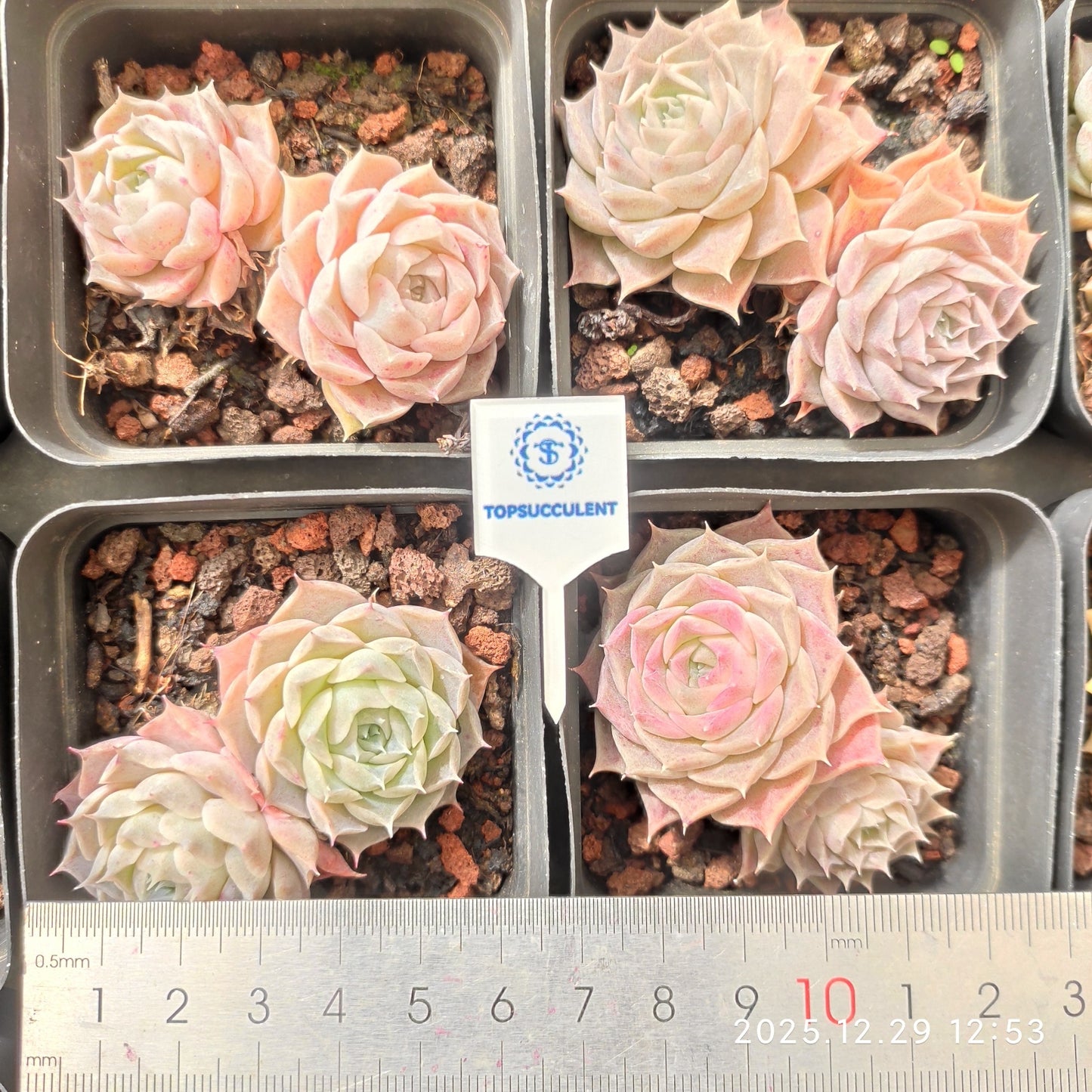 24093 Echeveria Helena Hyb (7cm pot size)