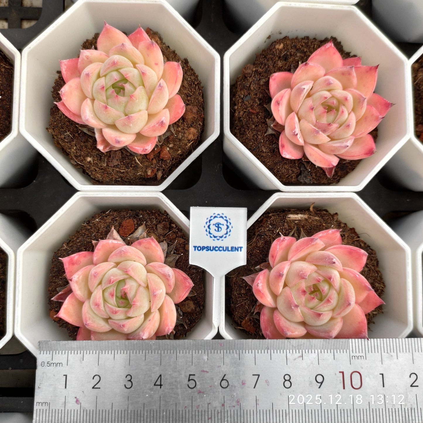 15272 Echeveria Pink Crystal Rose (7cm pot size)