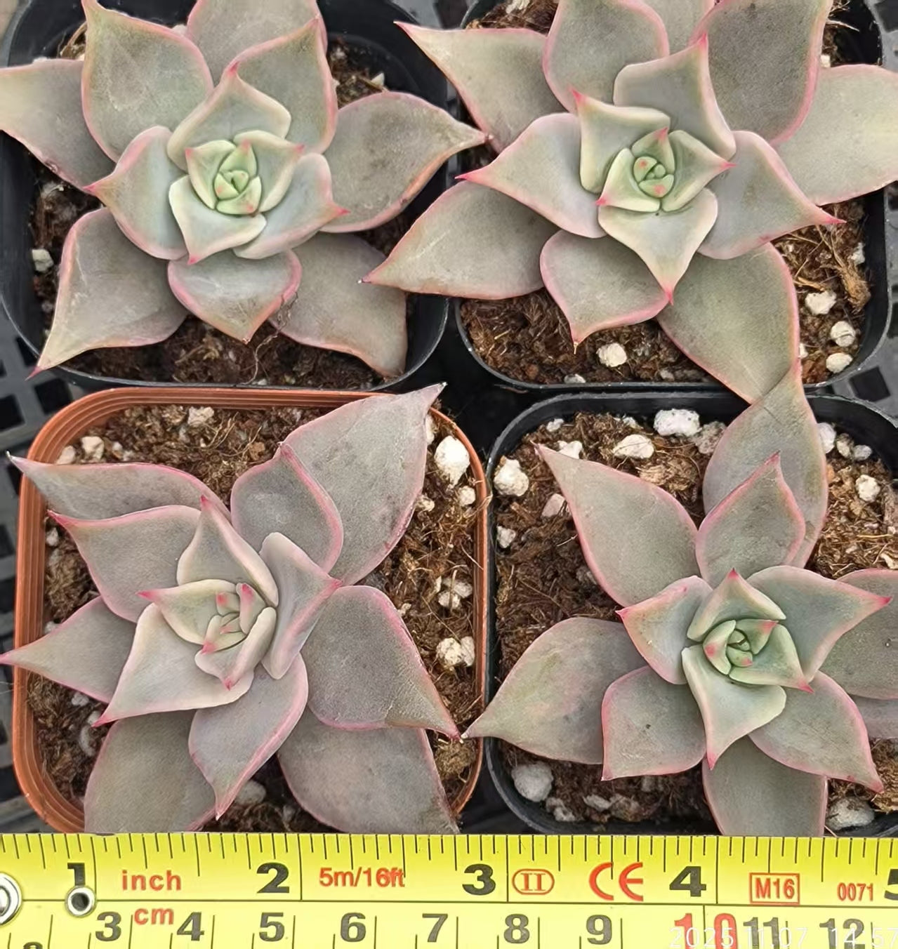 16910 Echeveria Red Madiba (6.5cm pot size)