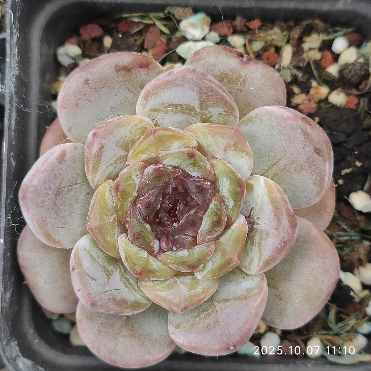 XQ1457 Echeveria Monroe Hyb(7cm pot size)