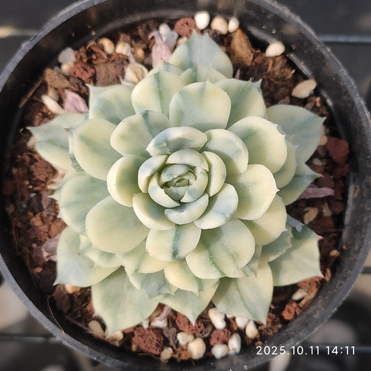 TPKM049 Echeveria Berry Variegated(7cm pot size)