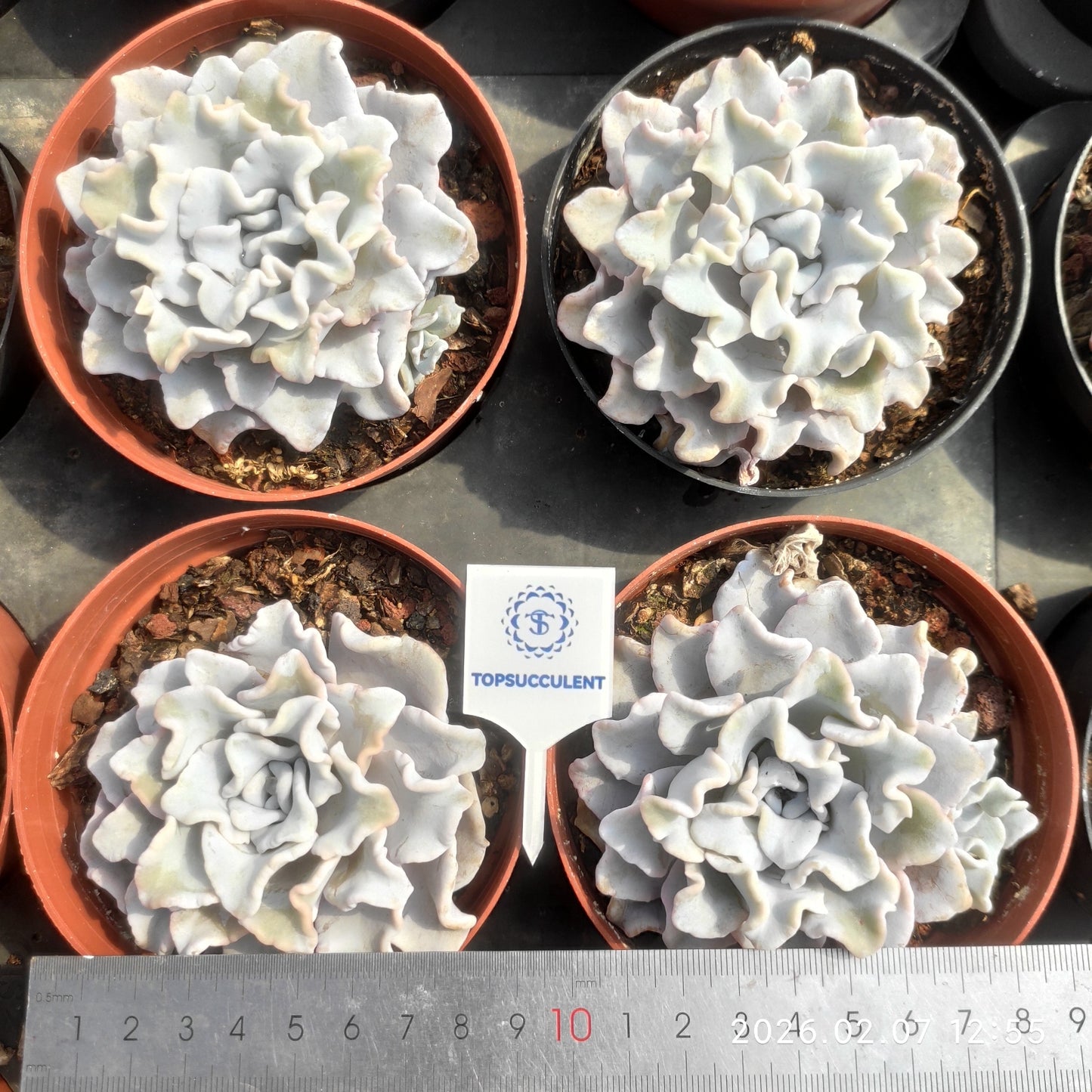 22850 Echeveria Crispate Beauty (11cm pot size)