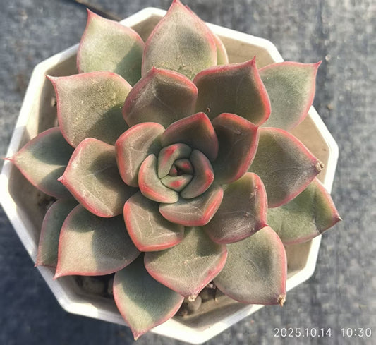 XS617 Echeveria Sweet Princess(6.5cm pot size)