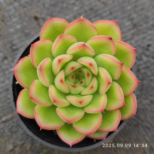 MMT786 Echeveria Flash Light(5.5cm pot size)
