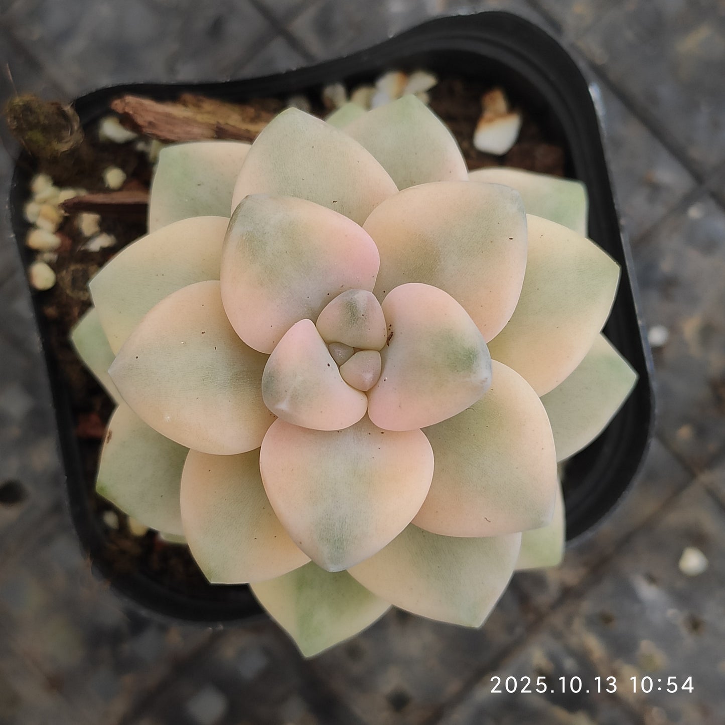 QN833 Echeveria Titubans Variegated(6.5cm pot size)