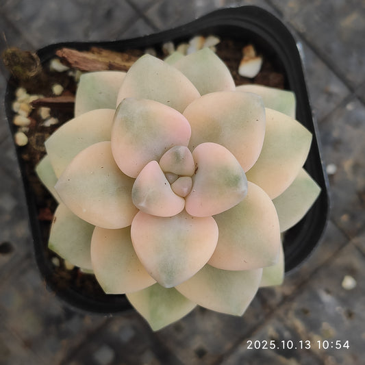 QN833 Echeveria Titubans Variegated(6.5cm pot size)